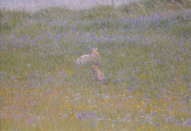 Commended: 'Hares and Bluebells', Lukas Becker